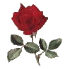 Image of 03rose1x2.gif