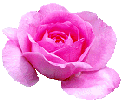 Image of brightpink.gif